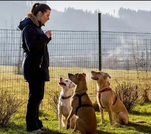 Carol Whittaker, UK Kennel Club Assured Breeder