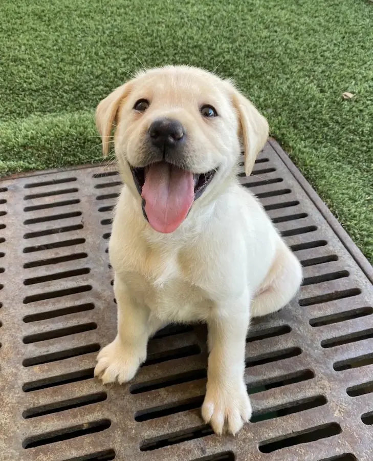Happy puppy